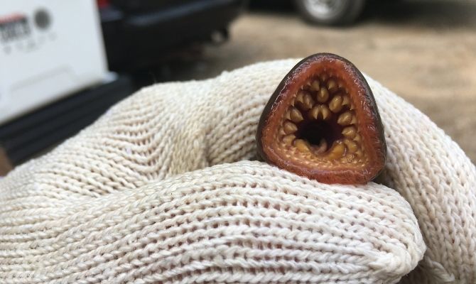 Gloved hand holding a sea lamprey showing the lamprey's round mouth full of teeth. Gloved hand holding a sea lamprey showing the lamprey's round mouth full of teeth.