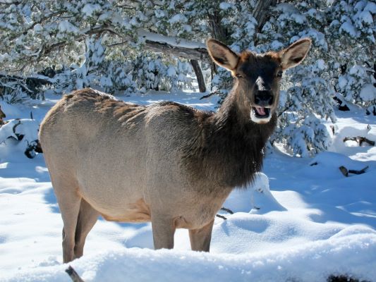An elk living on the canyon rim stands in a large quantity of fluffy white snow. An elk living on the canyon rim stands in a large quantity of fluffy white snow.