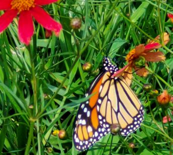 Underwing of Monarch butterfly on red flower