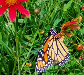 The Value Of Pollinators To The Ecosystem And Our Economy