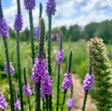 Green stalks with purple flowers and a prairie in the background