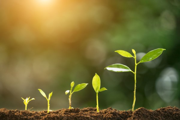 A green plant sprouting from the soil and growing in different stages. A green plant sprouting from the soil and growing in different stages.
