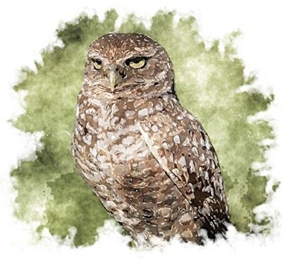 a drawn brown owl in front of a green background