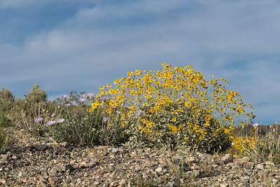 a bush with yellow flowers in bloom in front of a cloudy sky a bush with yellow flowers in bloom in front of a cloudy sky