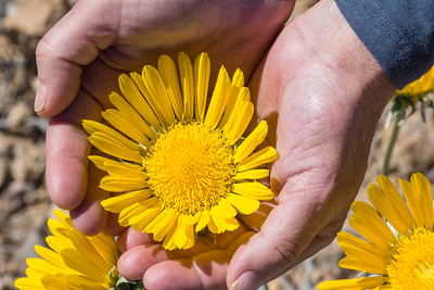 a yellow flower being is held by two hands a yellow flower being is held by two hands