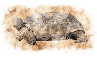 a drawn desert tortoise against a cloudy brown background