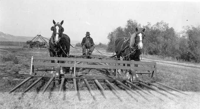 A ranch hand drives a buck rake pulled by two draft horses and a haystack is seen in the distance A ranch hand drives a buck rake pulled by two draft horses and a haystack is seen in the distance