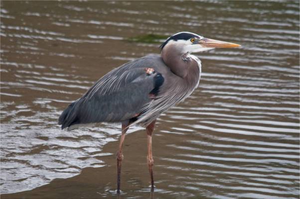 Population Of Great Blue Heron In Curecanti Teachers U S National Park Service Population Of Great Blue Heron In Curecanti Teachers U S National Park Service