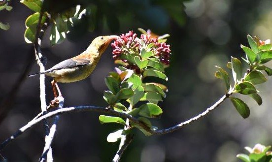 Multi-colored bird on branch sipping nectar from a red flower