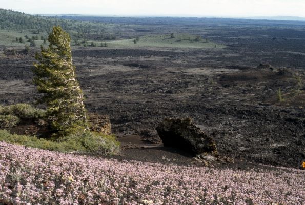 a hillside with a pine tree covered in small pink flowers against a landscape of black lava rocks