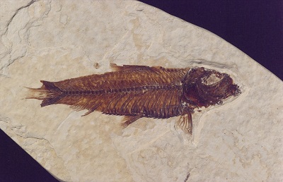 Knightia fossil with bitten tail that was regrowing.