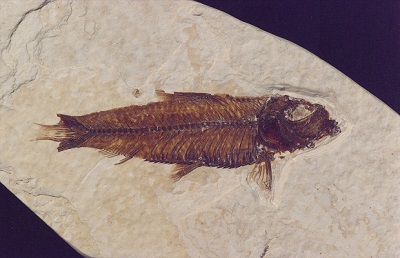 Knightia fossil with bitten tail that was regrowing. Knightia fossil with bitten tail that was regrowing.