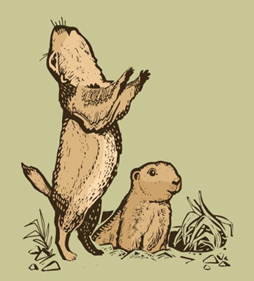 A drawing of two prairie dogs. One is peeking out from a hole in the ground. 