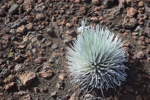 A silvery green plant with thin pointy leaves stands out against a rocky dirt ground A silvery green plant with thin pointy leaves stands out against a rocky dirt ground