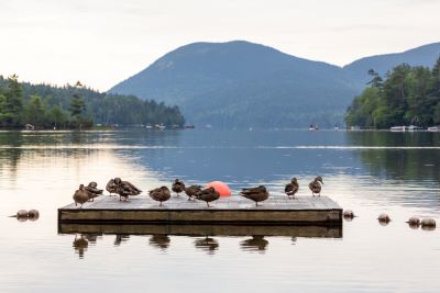 ducks on a dock in the water. Photo credit: Nathaniel Boechat