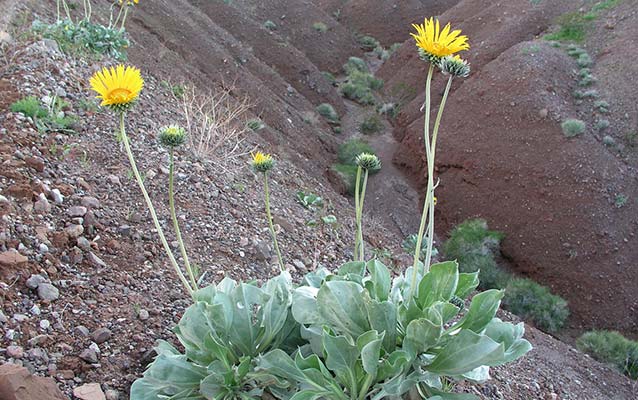 Clump of flowers bloom on rocky outwash area of red rock Clump of flowers bloom on rocky outwash area of red rock