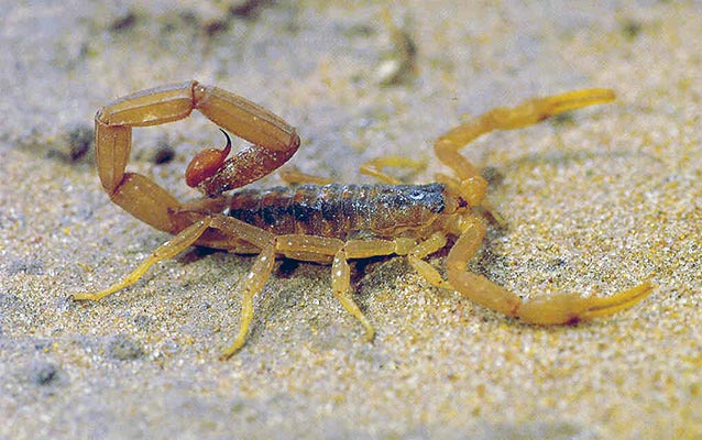 Photo of Scorpion Photo of Scorpion