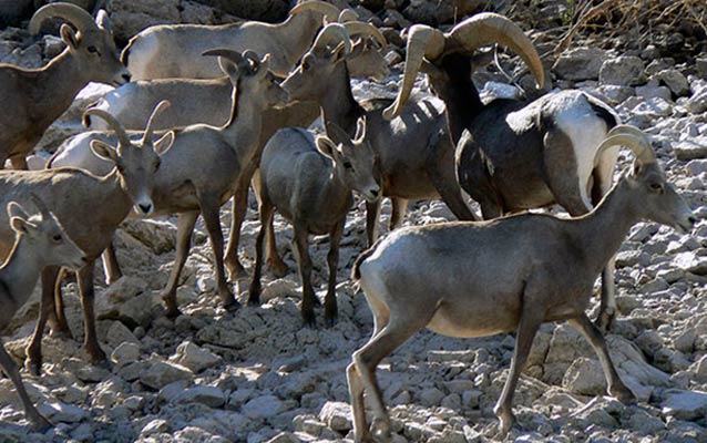 Photo of bighorn sheep Photo of bighorn sheep