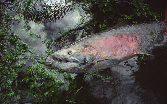 A salmon carcass floats in the river. A salmon carcass floats in the river.
