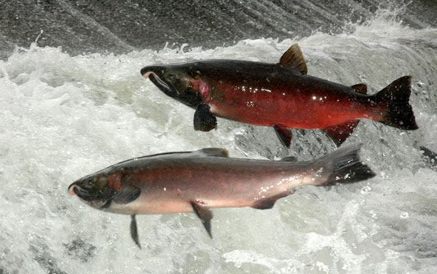 Salmon return upriver to spawn. Salmon return upriver to spawn.