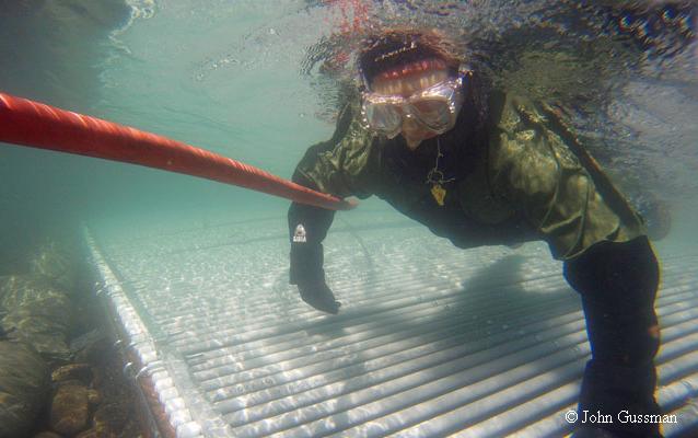 A scientists observes fish in the Elwha River while snorkeling.