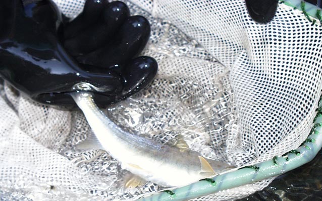 Fish net. Fish net.
