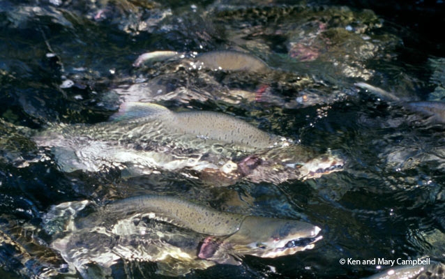 Pink salmon. Pink salmon.