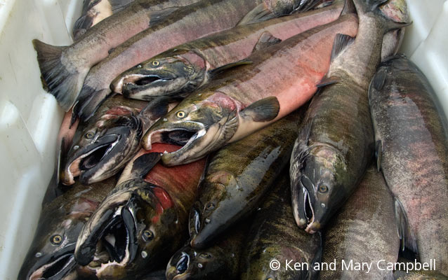 Coho salmon delivery. Coho salmon delivery.
