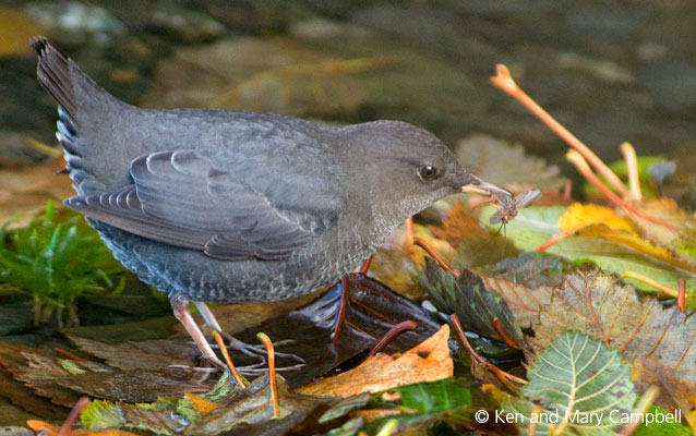 An American dipper with a meal on Lake Crescent.