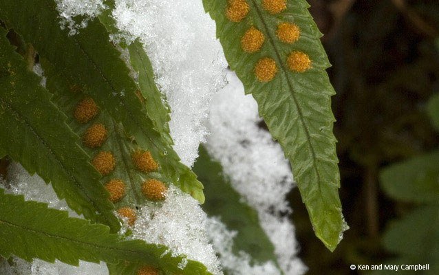 Frost encrusted sword fern with visible sori.