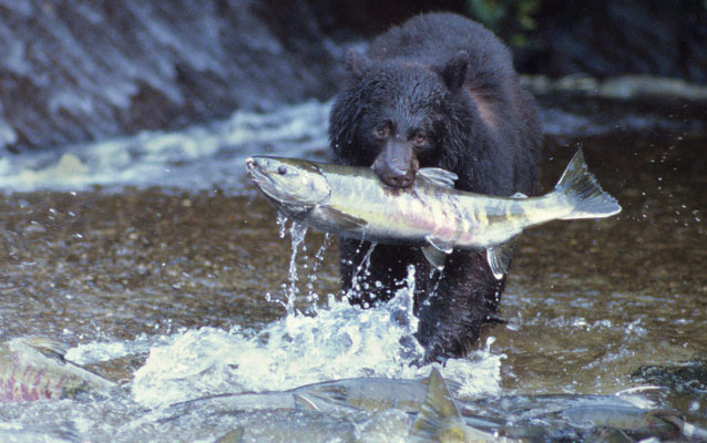 A black bear feasts on a salmon carcass. A black bear feasts on a salmon carcass.