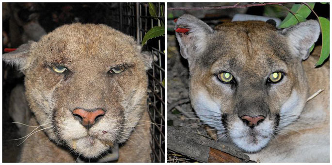 A before and after image of a mountain lion what was exposed to rodenticides. A before and after image of a mountain lion what was exposed to rodenticides.