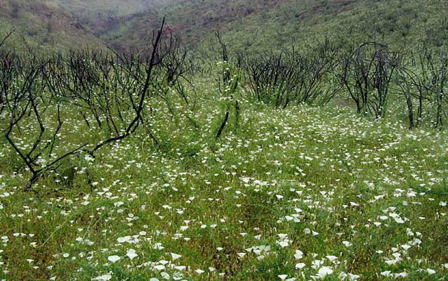 Native morning glory bloom in a field after a fire.