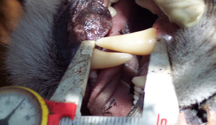Scientist measuring canine teeth of a mountain lion. Scientist measuring canine teeth of a mountain lion.