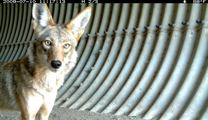 Remote sensing camera captures an image of a coyote. Remote sensing camera captures an image of a coyote.