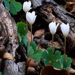 Spring Wonder For Your Students.