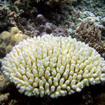 Coral Bleaching: Turning Up The Heat