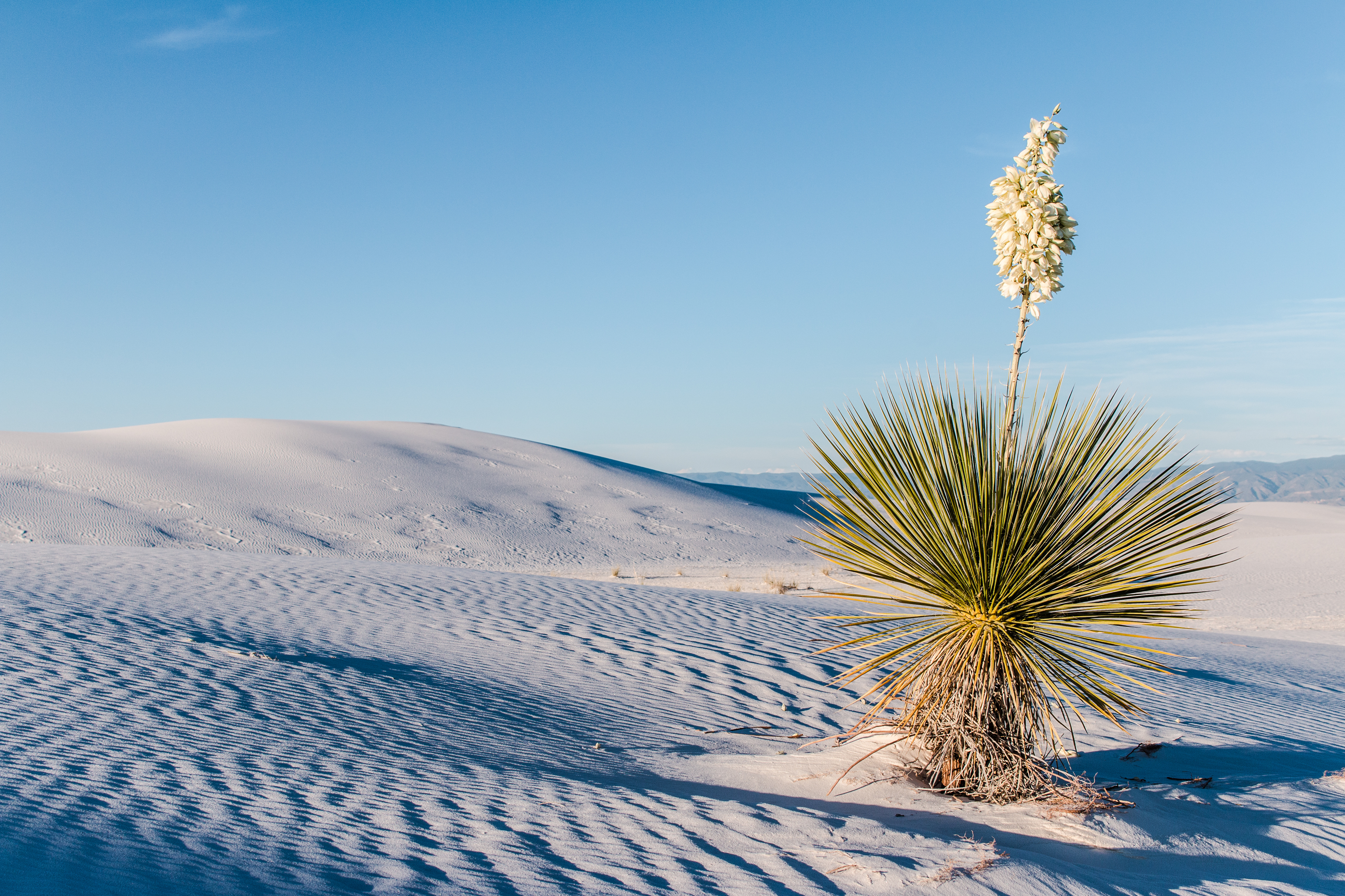 Soaptree yucca with white flowers sits on top of a white sand dune with mountains in the background