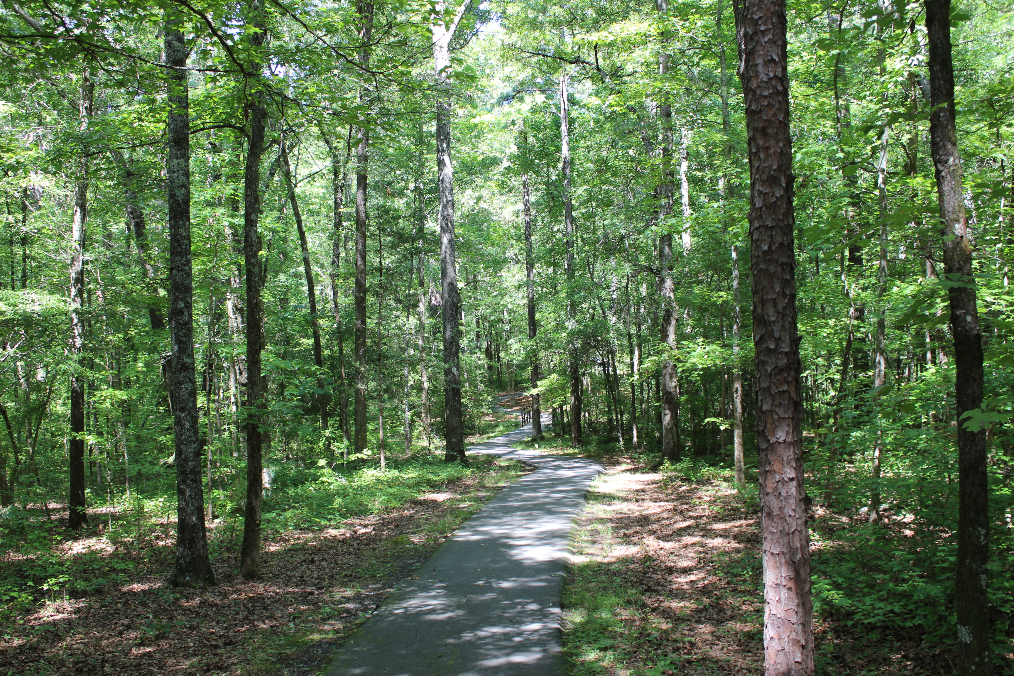 A paved trail winds through a forest.