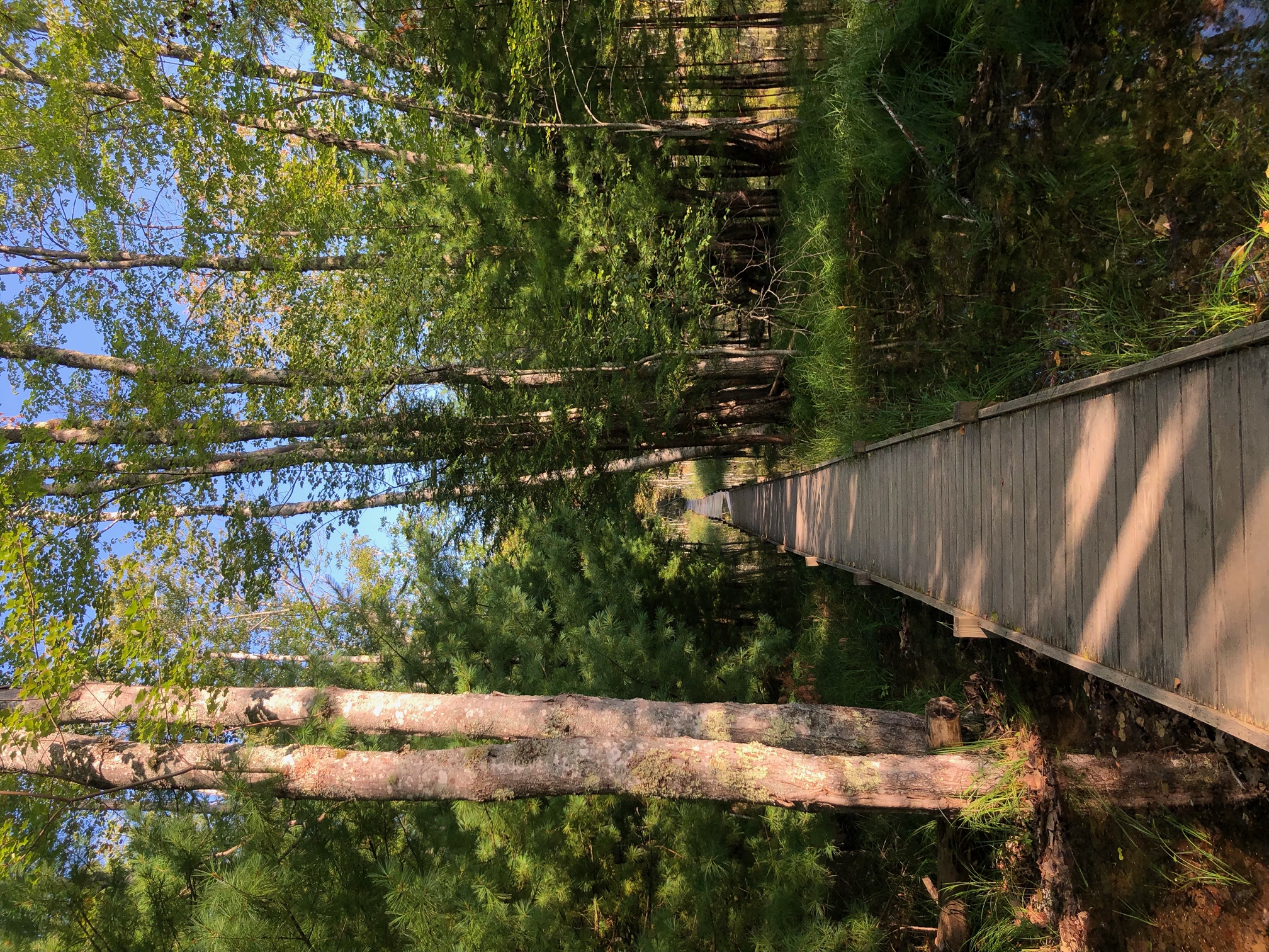 A wooden boardwalk cuts through a forest and wetland area.