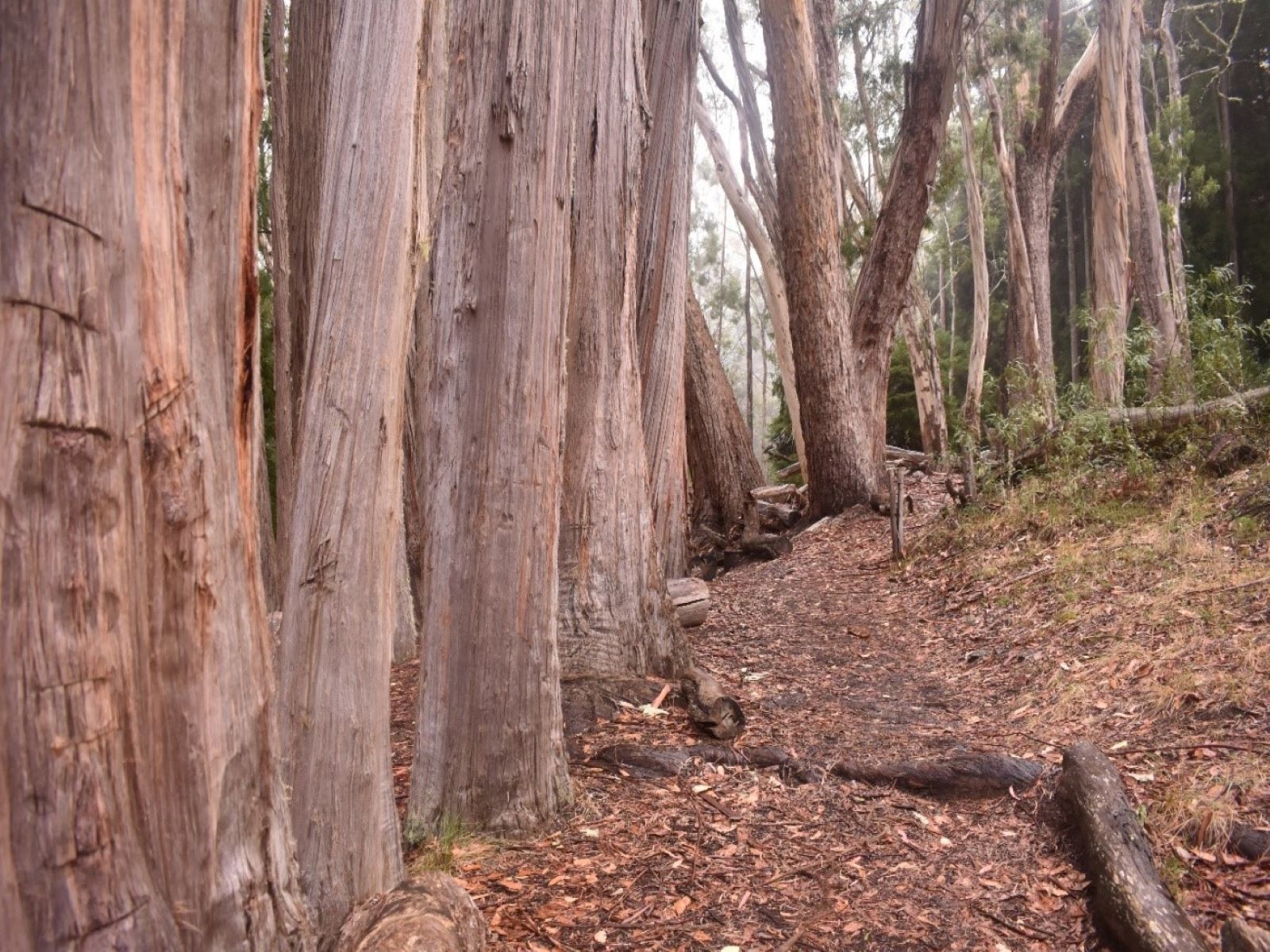 A line of eucalyptus trees along a trail