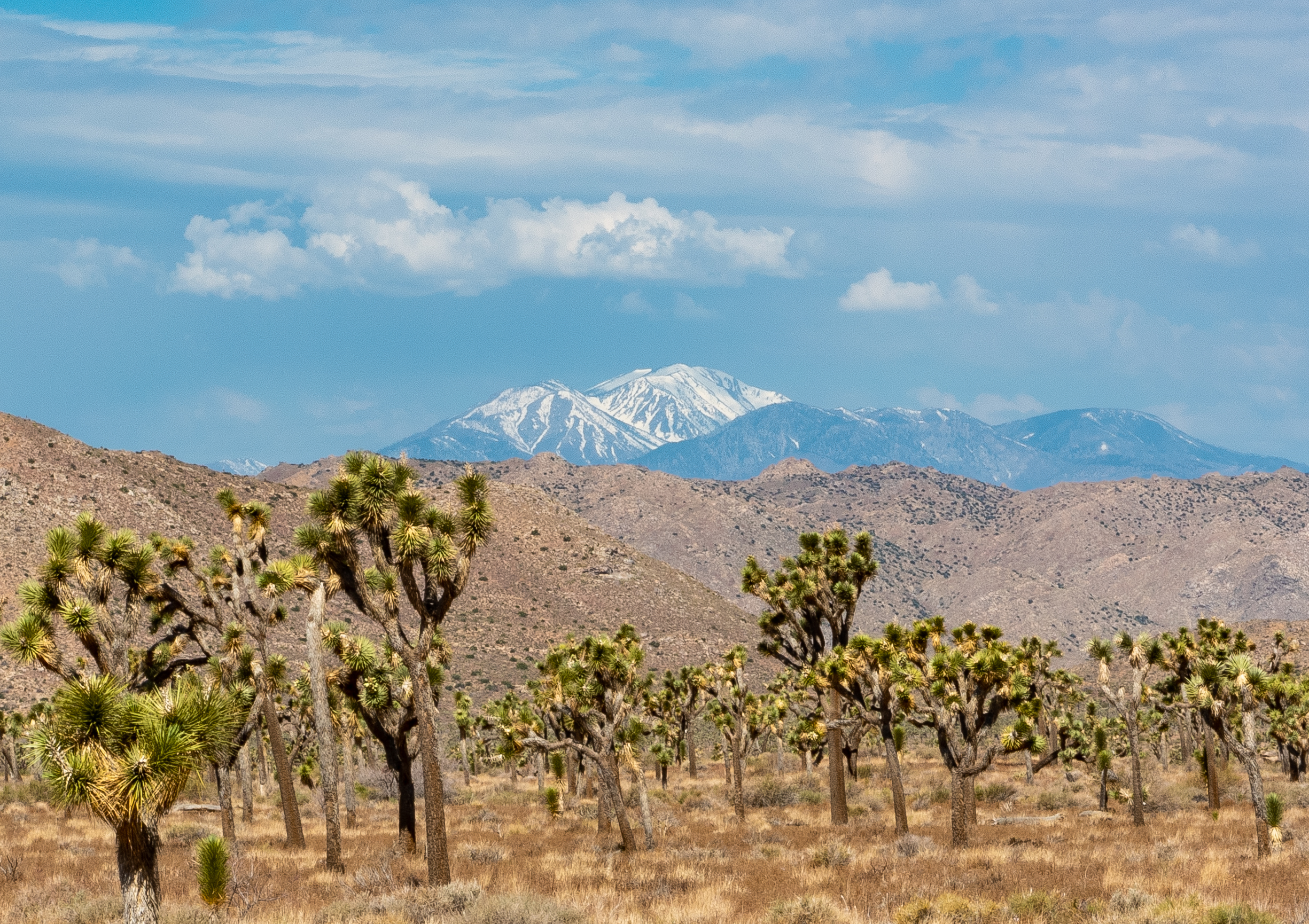 Joshua trees with desert mountains, blue sky, clouds, and a snow mountain in the background