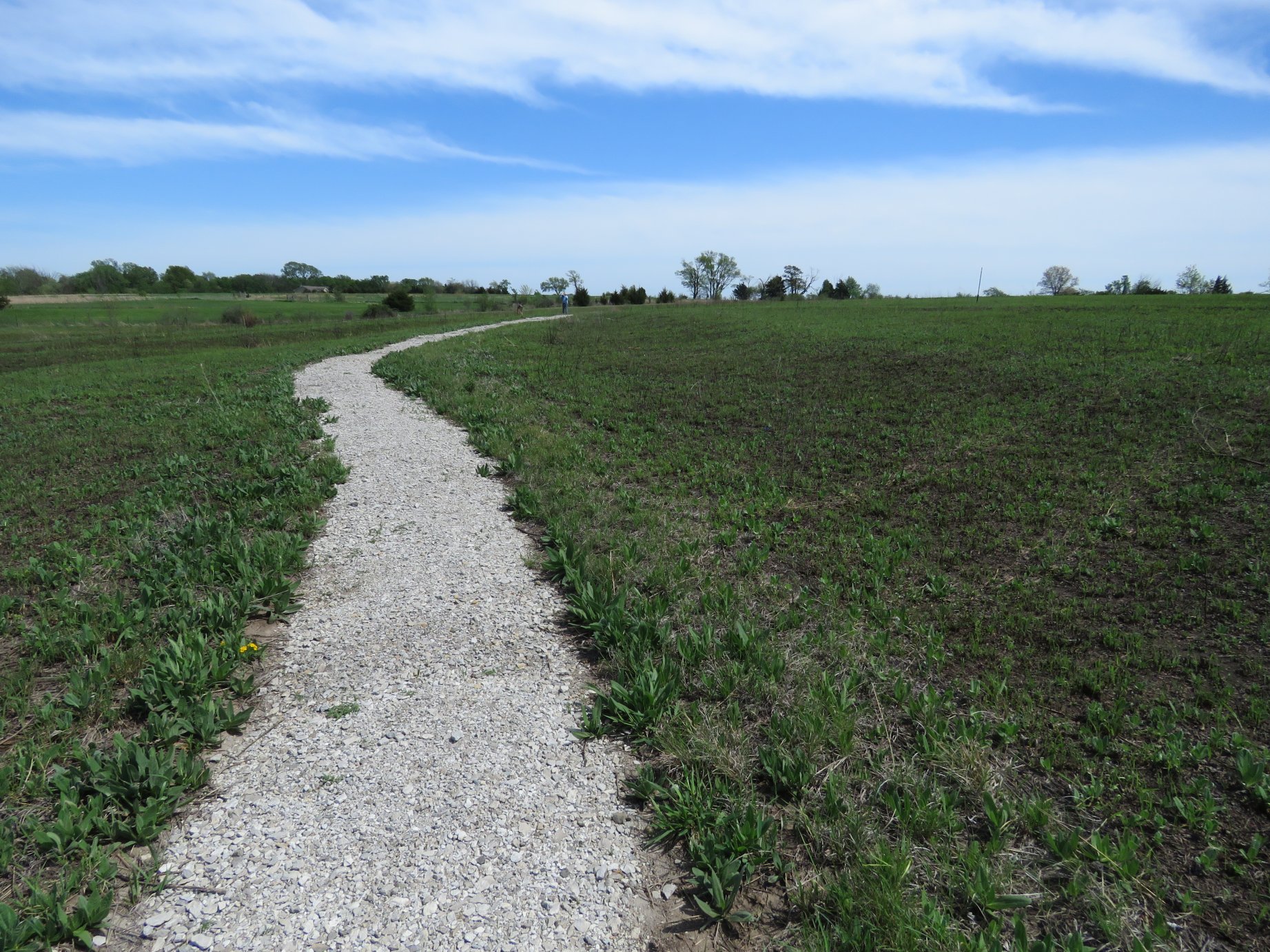A narrow path winds through a field of grass.