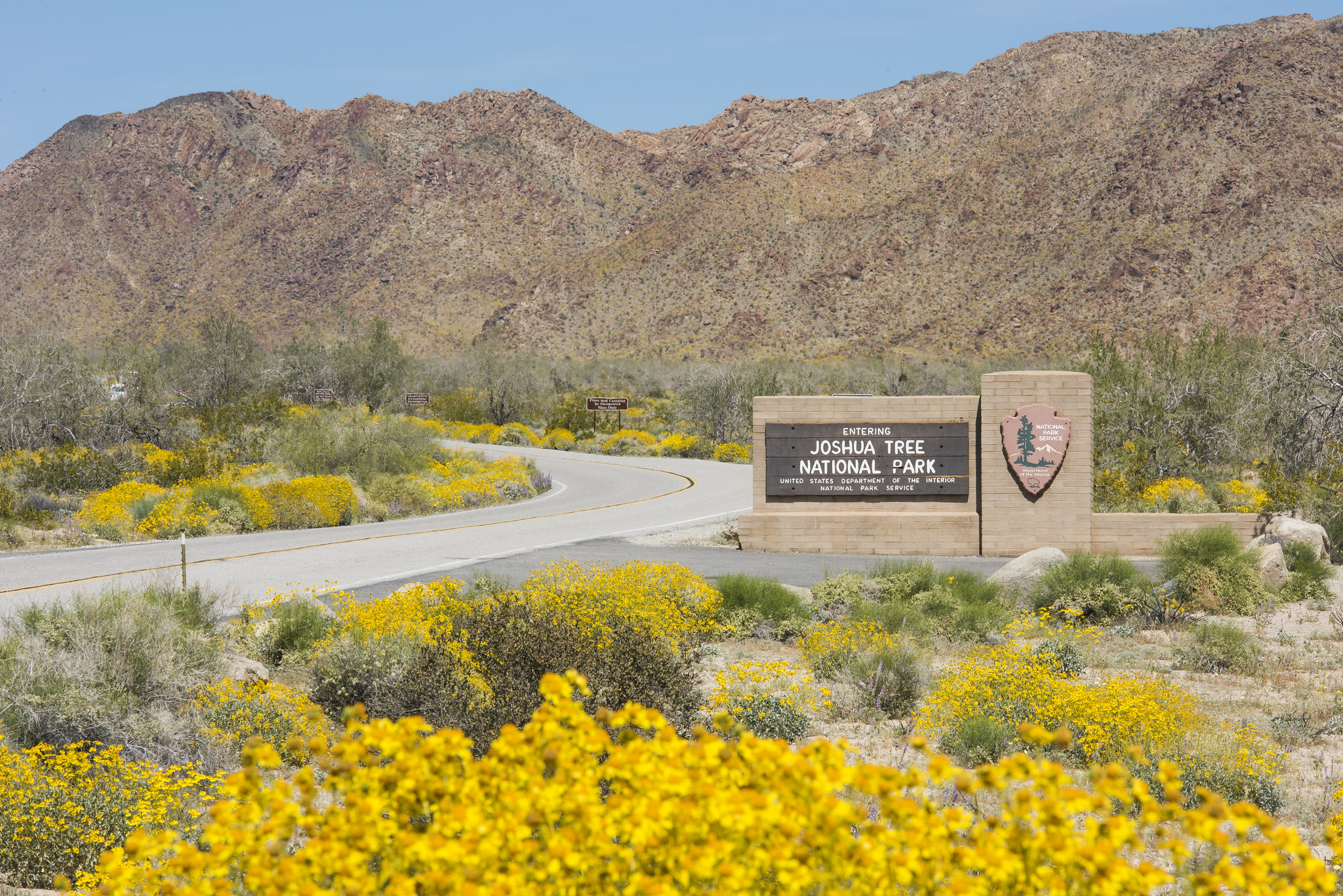 Yellow flower lined road leading towards mountains with a Joshua Tree entrance sign.