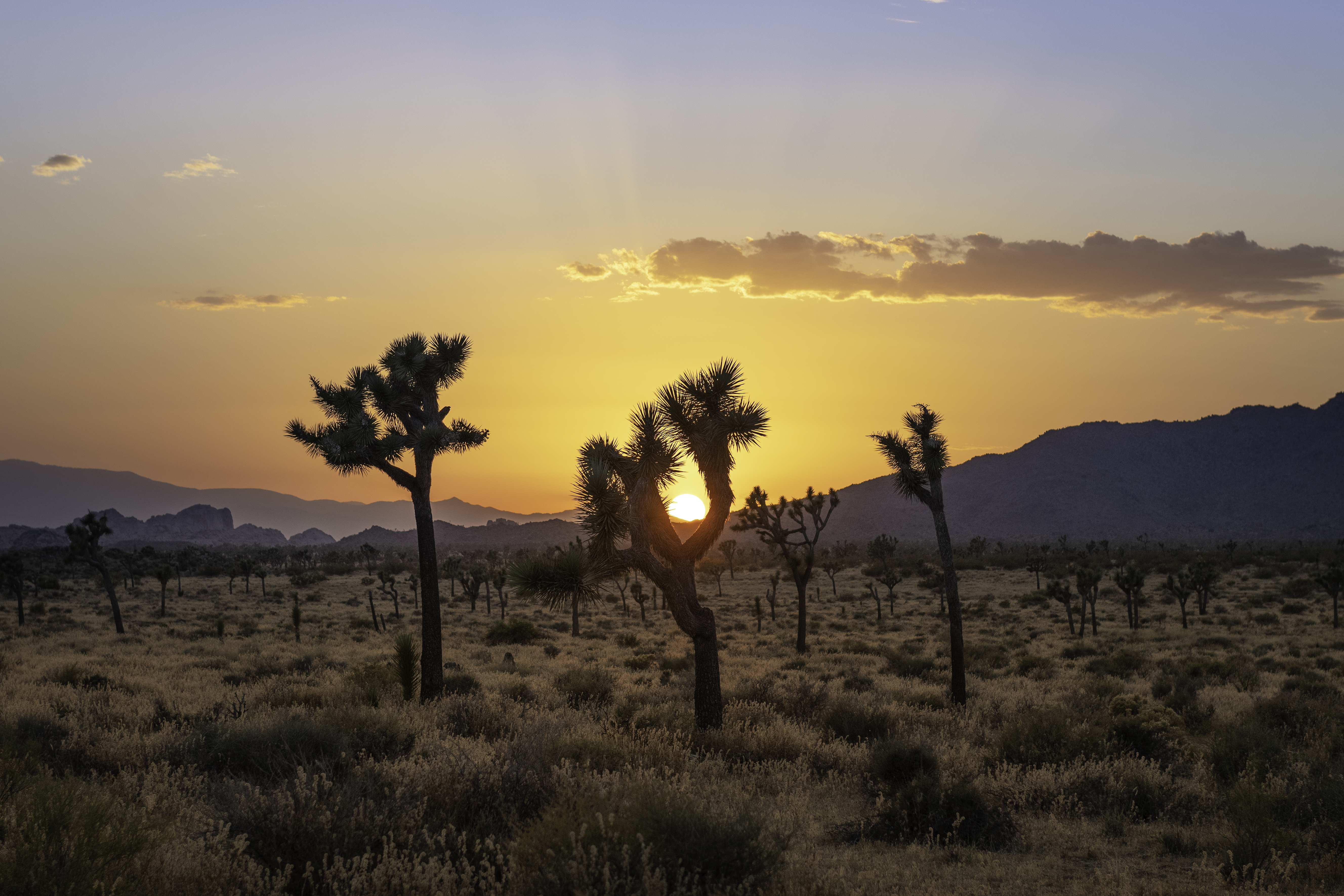 A orange and pink sky over a desert landscape with Joshua trees in the center