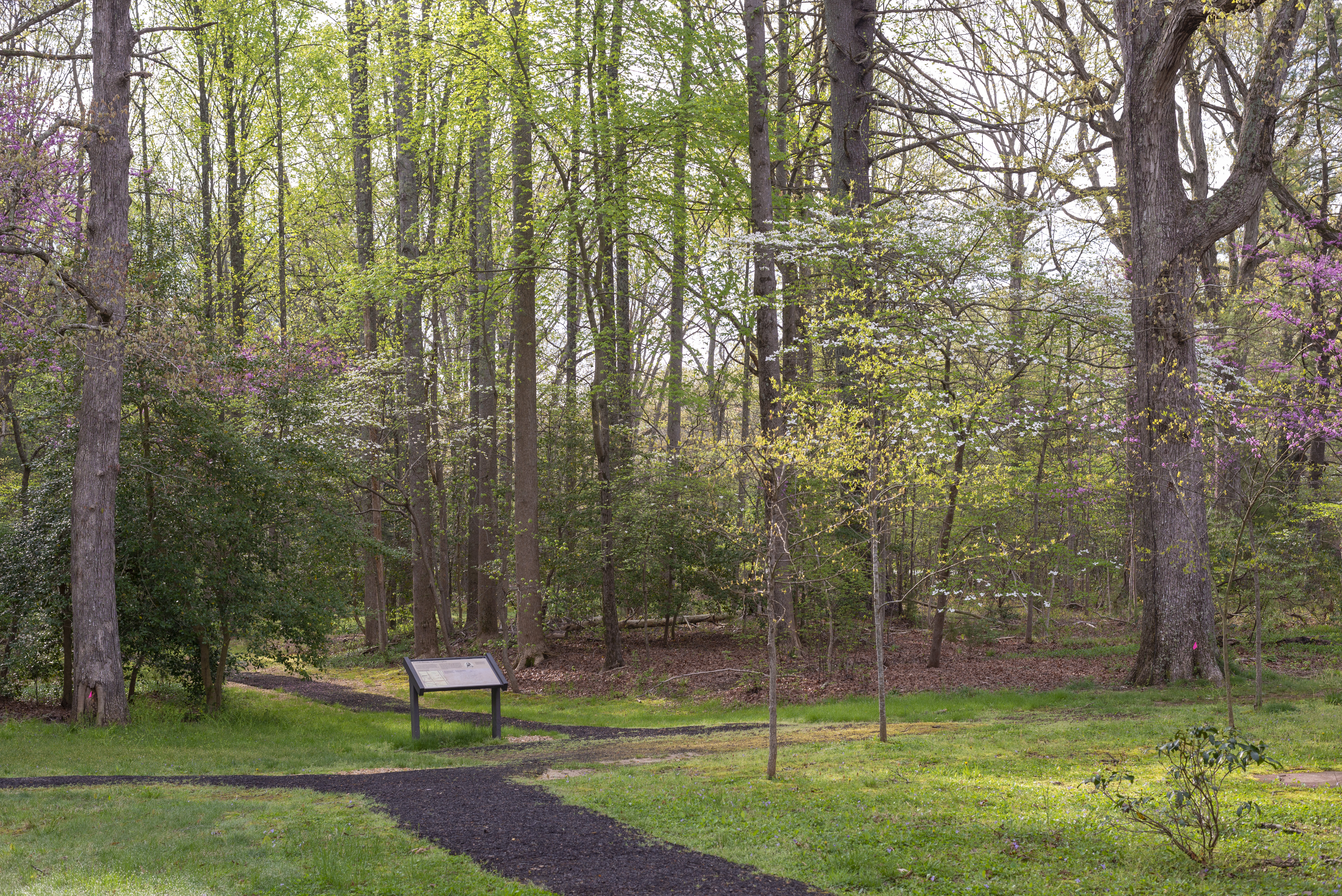 A trail heading into the woods in spring.