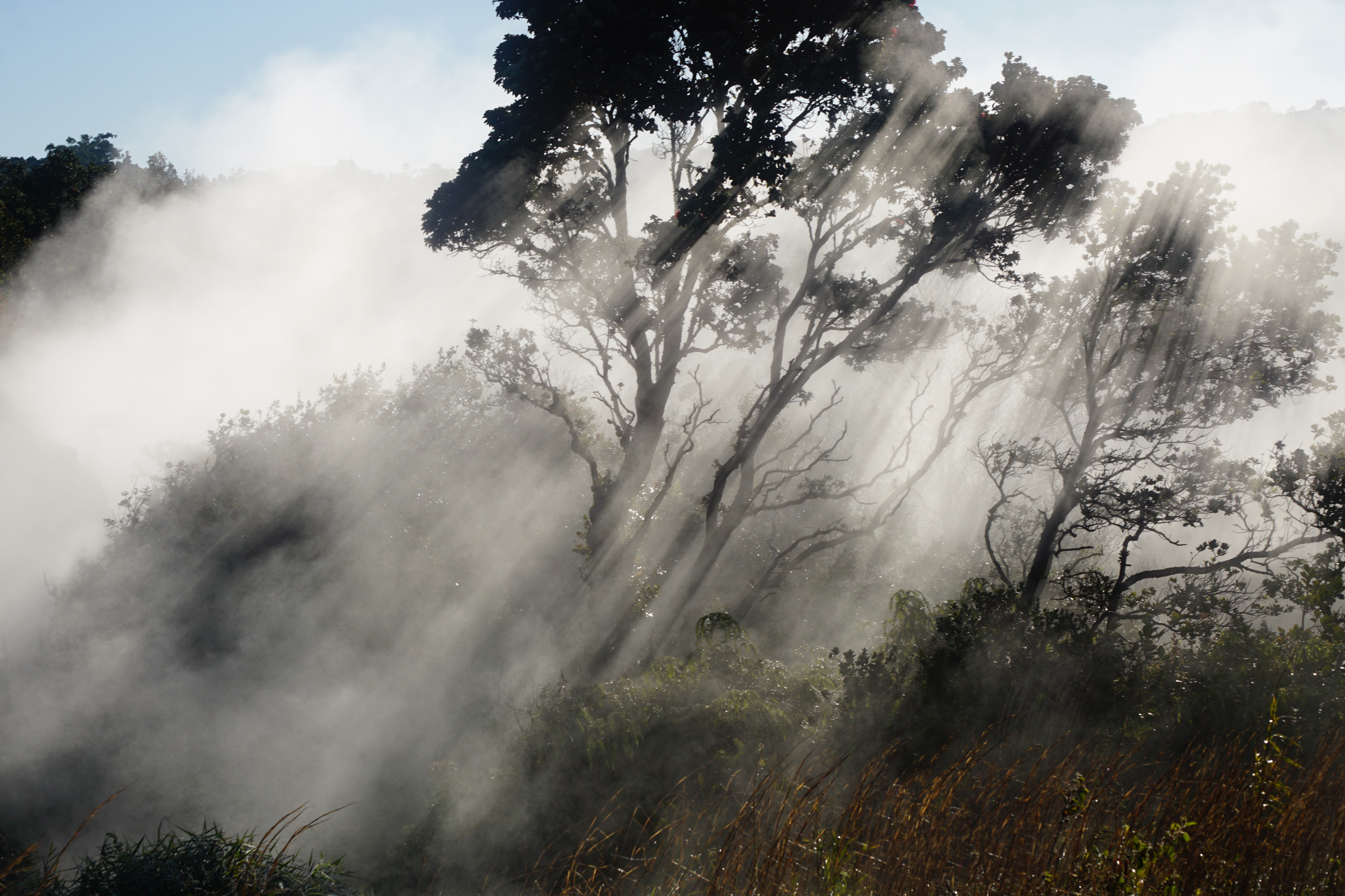 Shadow of a tree through steam at sunrise