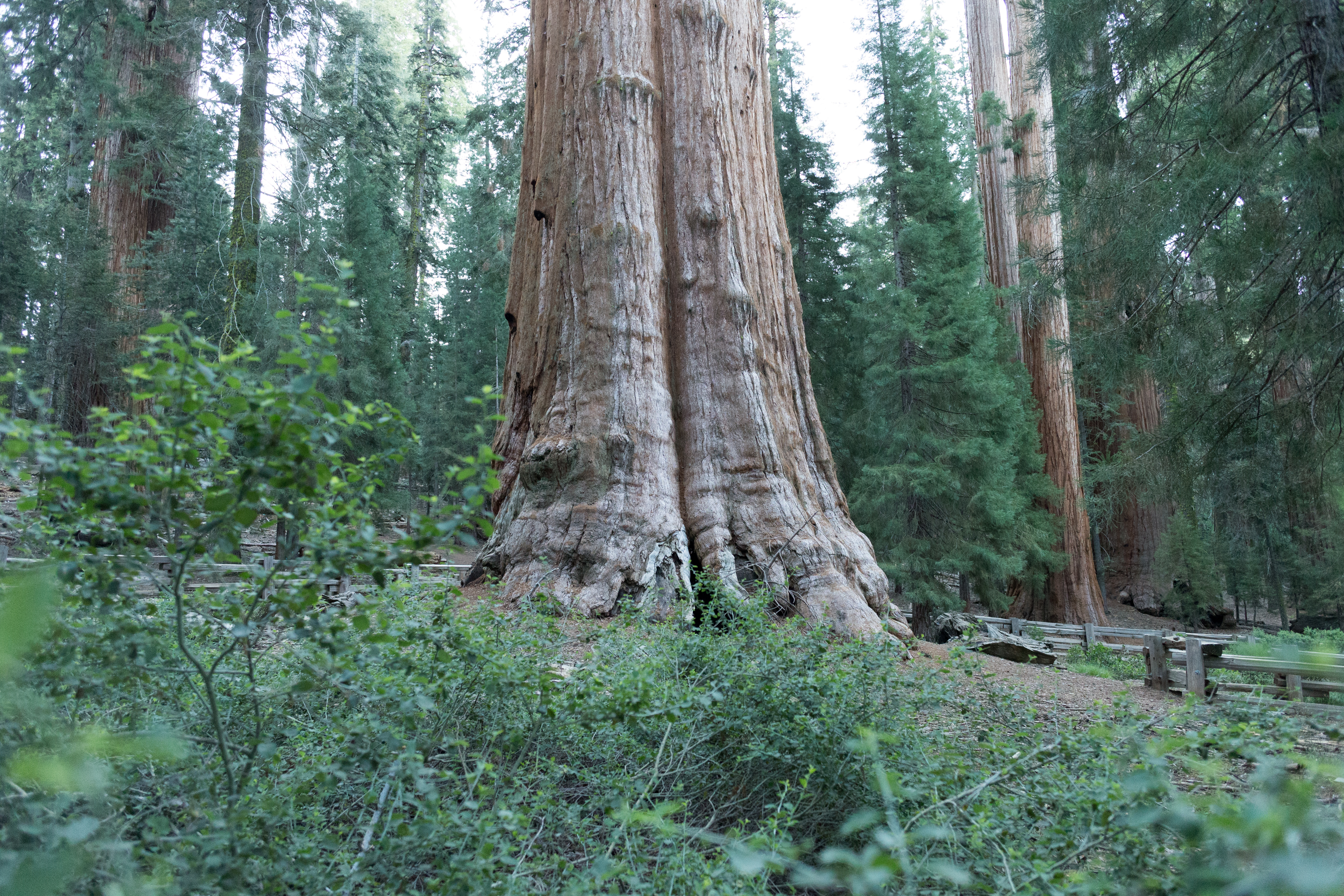 A large sequoia trunk with reddish bark