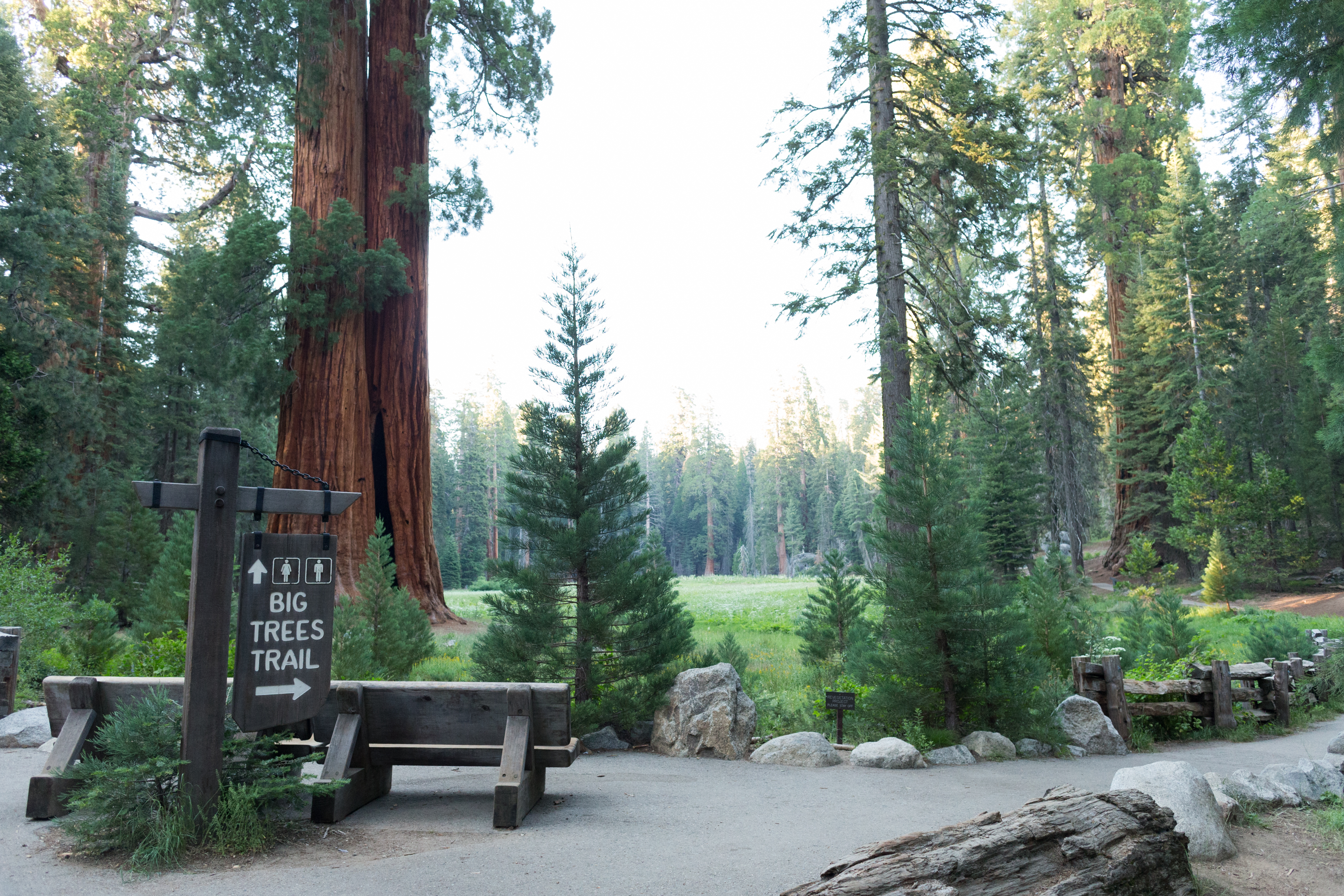 A bench along a paved path at the edge of a tree-lined meadow
