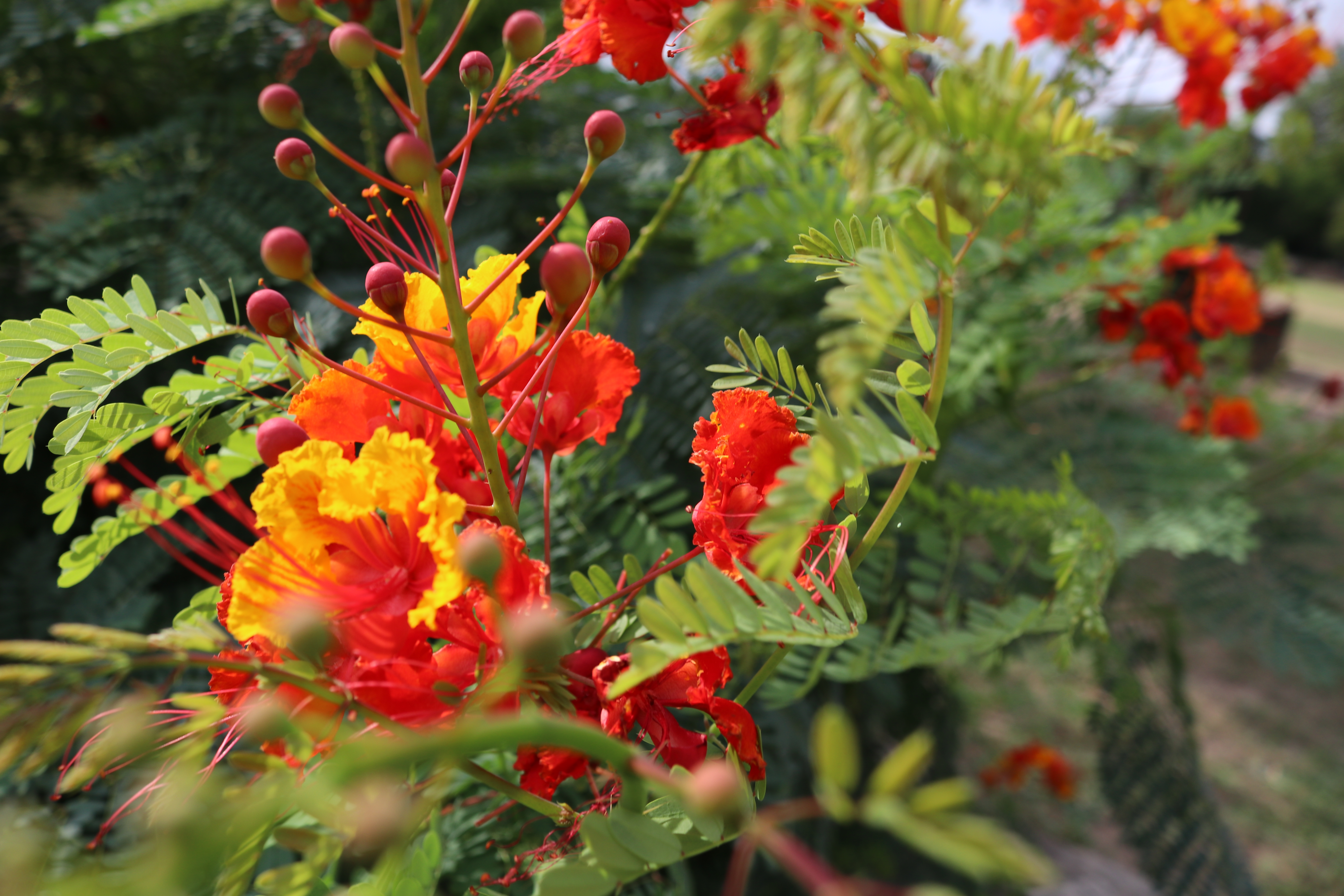 Red and yellow Pride of Barbados flower with Mission Espada in the background.